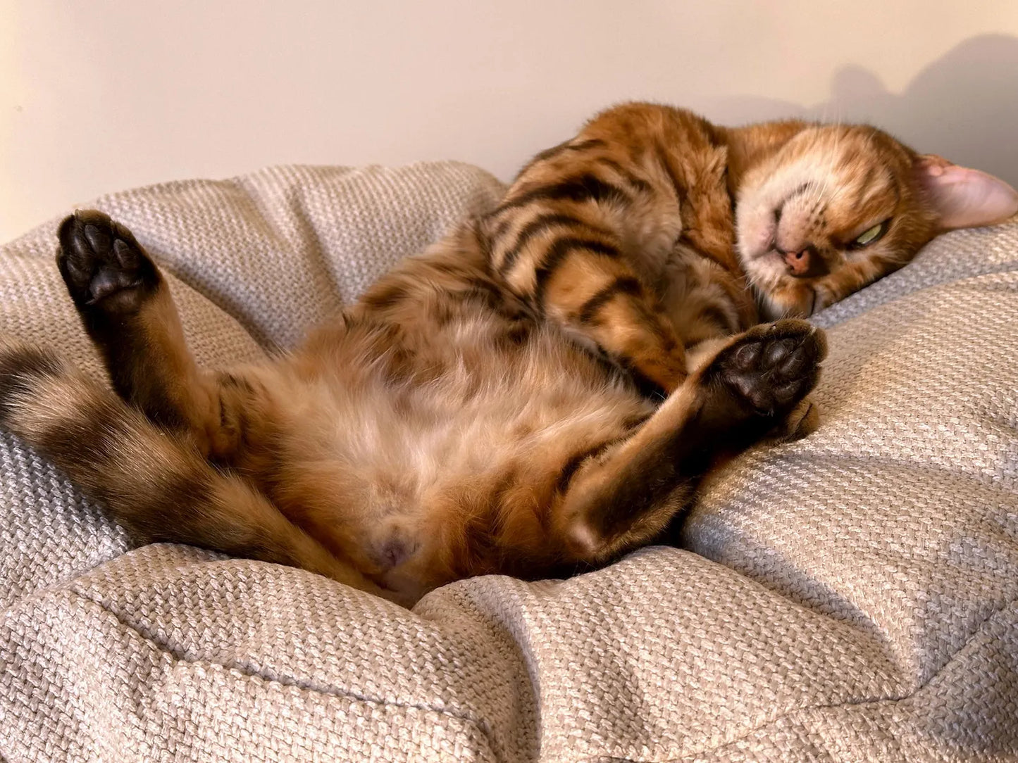 Luxury Solid Wood Cat Bed with Extra Thick Cushion – Premium Durable Design for Modern Homes